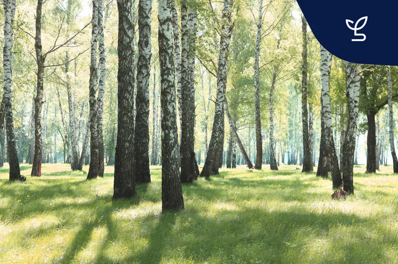 skogsmiljö med grönt gräs och björkar